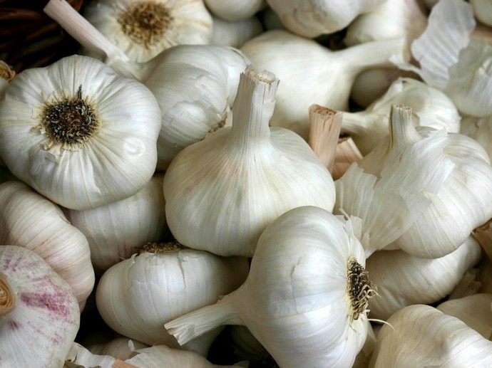 Чеснок отпугивает мышей у стеллажей с запасами — практики-садоводы