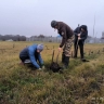 В Ивнянском округе активисты высадили более 2 тысяч саженцев деревьев