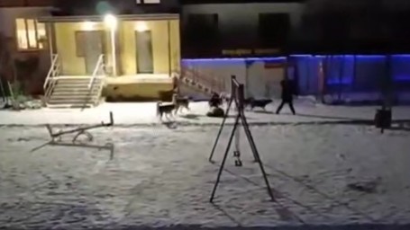 Глава СК России поручил возбудить уголовное дело из-за нападения собак на детей в Якутии