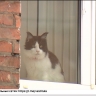 Тульская область – первый Pet-friendly регион