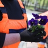 Более 4 млн саженцев виолы украсили городские цветники