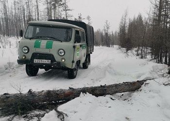 Черный лесоруб сбежал от инспекторов на севере Приамурья