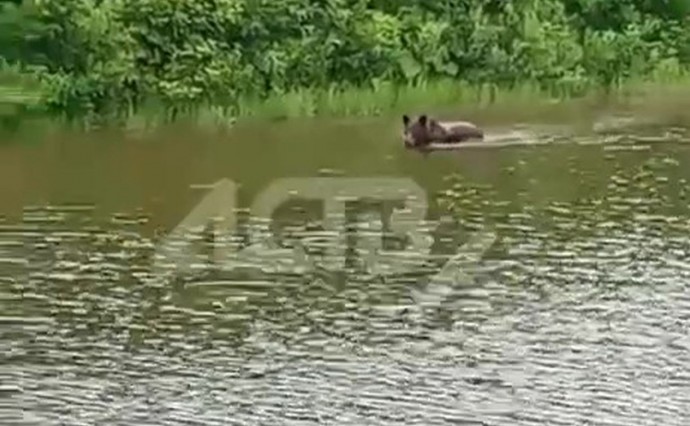 Плывущий по сахалинской реке медведь попал на видео