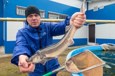 В России выросло производство осетровых рыб