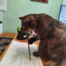 В музее Забайкалья кошка попыталась украсть чучело тетерева