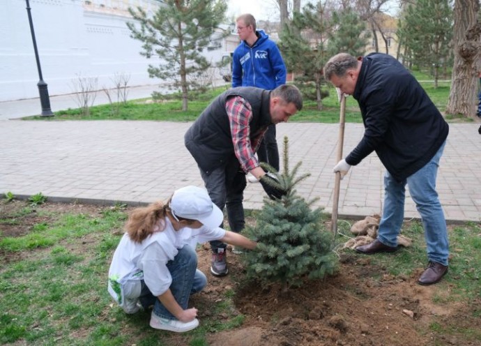 В Морском саду Астрахани высадили ели