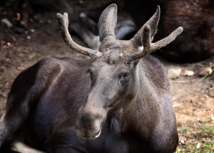 В Пензенской области в ДТП с лосем пострадал молодой водитель легковушки В Пензенской области в ДТП с лосем пострадал молодой водитель легковушки