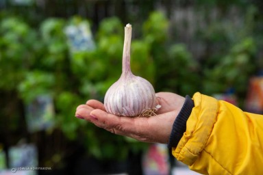 В Карелии запустили первый чесночный проект