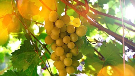 Принят закон, который направлен на дальнейшее развитие винодельческой отрасли в России