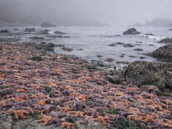 Бактерия Vibrio pectenicida уничтожила 5 млрд морских звезд