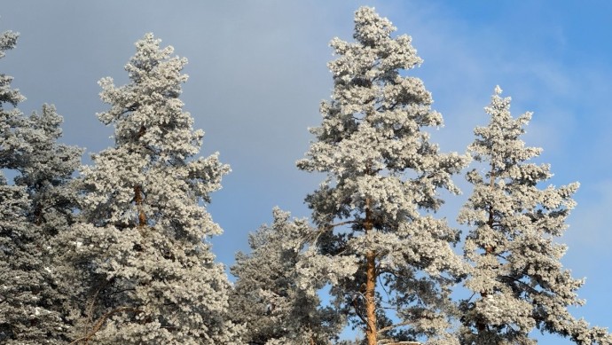 Аномальное тепло или лютые морозы: какая зима ожидается в Башкирии