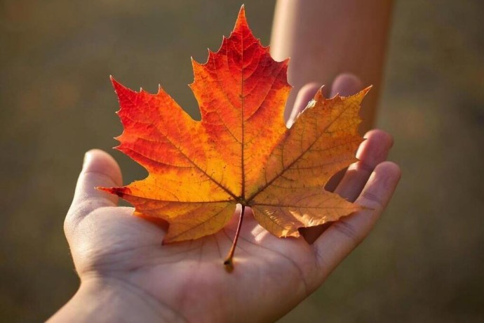 26 октября 2025 года: Приметы, советы и запреты дня Агафона-Обережника