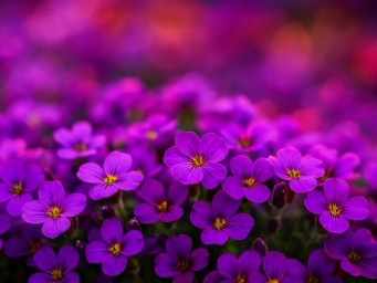 Обриета формирует сотни цветков на одном растении уже в мае