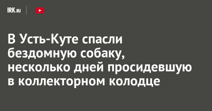 В Усть-Куте спасли бездомную собаку, несколько дней просидевшую в коллекторном колодце