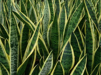 Рисовая вода подходит для подкормки змеиного растения — Actualno