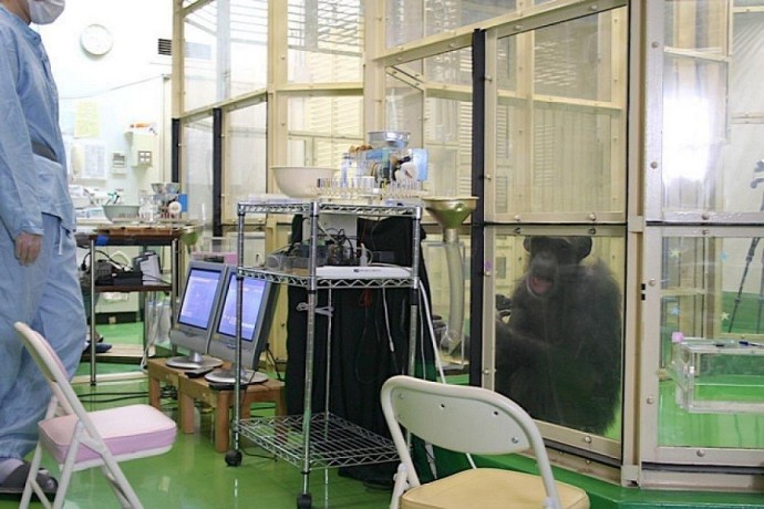 Умнейшая шимпанзе в мире умерла в 49 лет