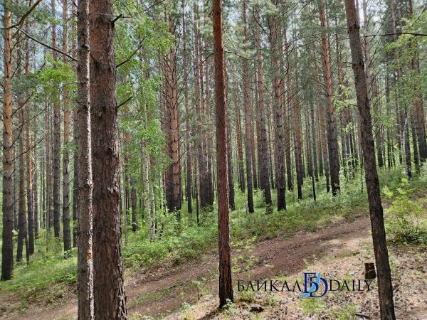 В Бурятии спасатели нашли потерявшегося в лесу мужчину