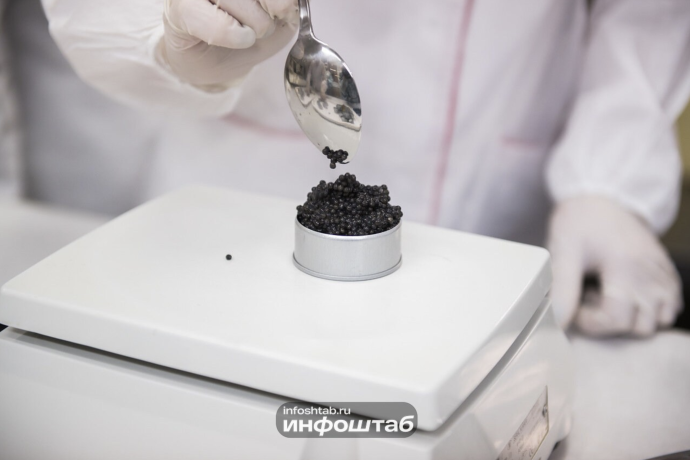 В России изъяли сотни тонн нелегальной икры: лидером стала Астраханская область