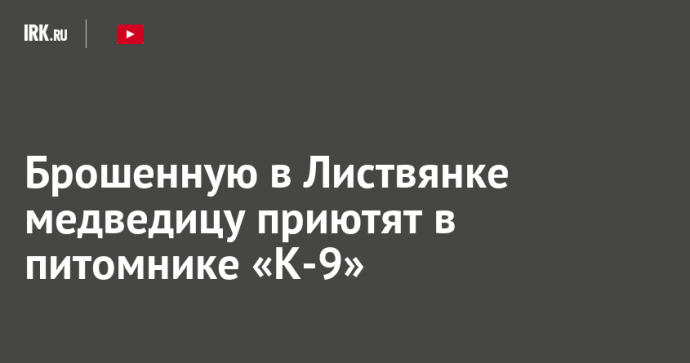Брошенную в Листвянке медведицу приютят в питомнике «К-9»
