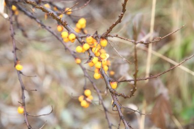 Метеорологи: ноябрь в Пермском крае будет теплым и дождливым