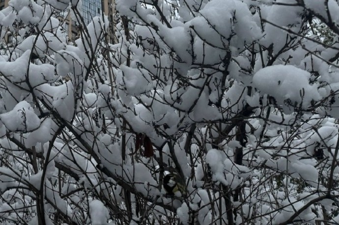 Температура воздуха в Подмосковье 2 января составит – 15 градусов