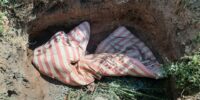 Астраханец при помощи палки забил до смерти женщину