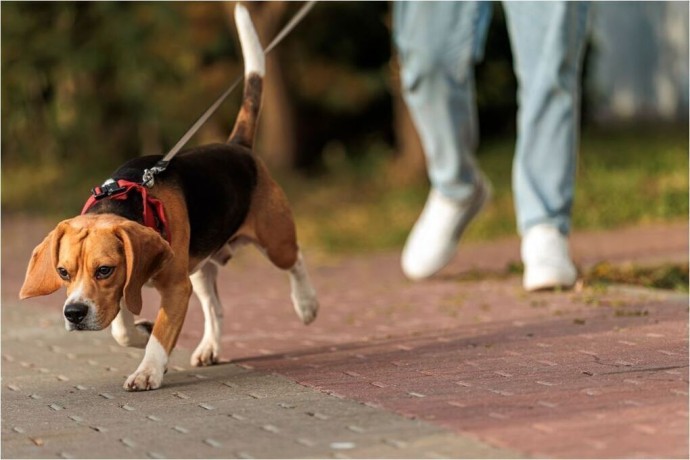 Зарегистрировать домашнее животное в Подмосковье можно в электронном формате Зарегистрировать домашнее животное в Подмосковье можно в электронном формате