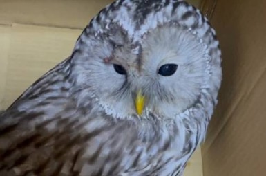 В Приамурье спасли двух сов, попавших в ДТП