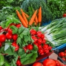 В СФ призвали усовершенствовать закупки фермерских продуктов для школ