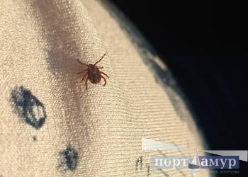 За неделю в Приамурье было 312 обращений с укусами клещей