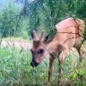 В Бурятии лесники засняли самца косули