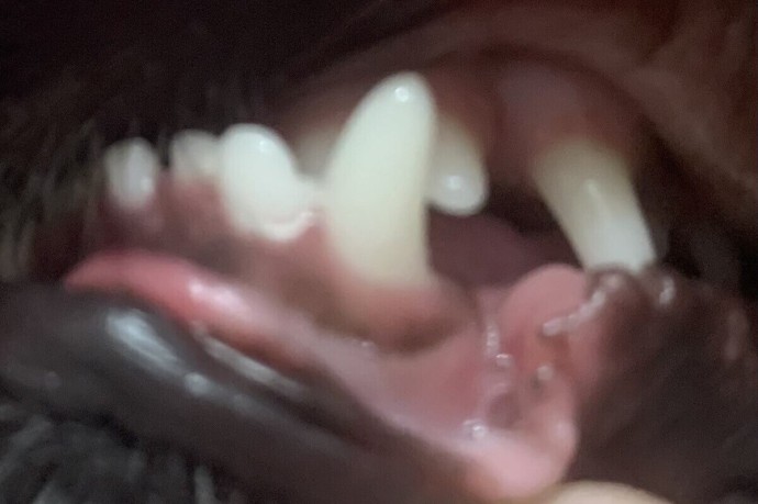 В Воронеже бездомная собака напала на девочку