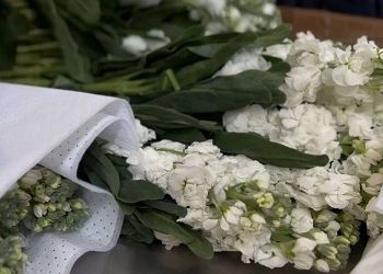 В Приамурье сожгли партию опасных цветов