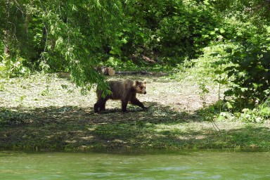 Медведь сильно искалечил мужчину в Приморье