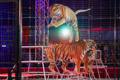 Открытая репетиция