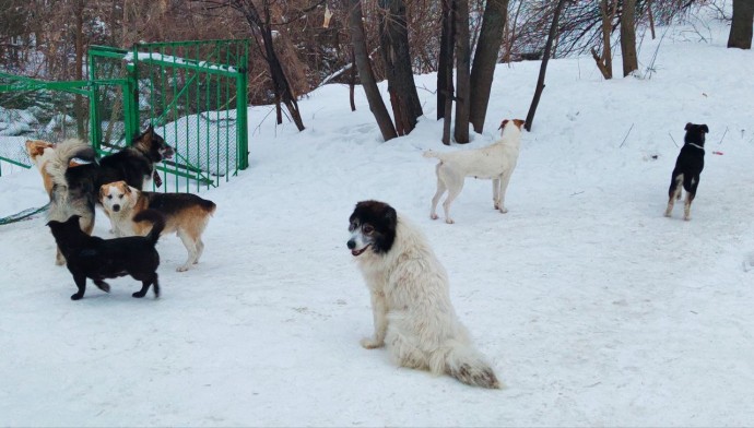 В Пензенской области ужесточают меры по бродячим псам: что изменится с новым законом В Пензенской области ужесточают меры по бродячим псам: что изменится с новым законом