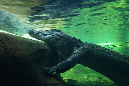 Крокодил попытался утащить ловившего рыбу мальчика Крокодил попытался утащить ловившего рыбу мальчика