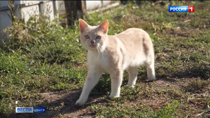 Главного ветеринарного врача Кимовского района оштрафовали за самоуправство
