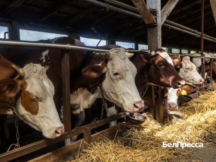 Лакомство для Марты и Светы. Ракитянский фермер держит коров симментальской породы Лакомство для Марты и Светы. Ракитянский фермер держит коров симментальской породы