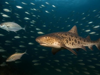 Групповое поведение выявляет характер рыб — исследователь Ифремер Мари-Лор Бегу