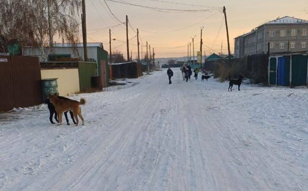 Главе Следкома доложат о собаках-«террористах» в Бурятии