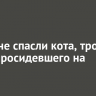 В Тулуне спасли кота, трое суток просидевшего на столбе