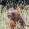 В Иглинском районе Башкирии медведь разорил пасеку