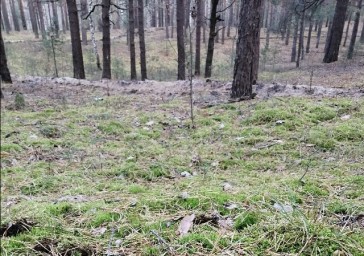 В Мордовии сообщили о появлении медведя рядом с газораспределительной станцией