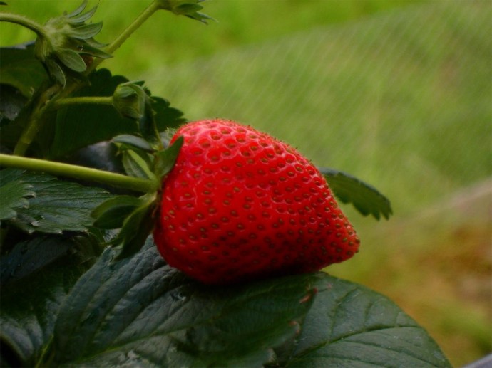 Клубника "Машенька" показывает урожай до 2 кг с куста