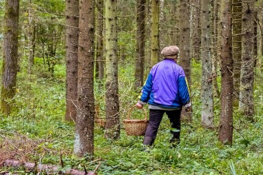 В Башкирии пропала 69-летняя грибница