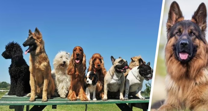 «Тревога в Гоа»: опасный вирус угрожает собакам, что нужно знать туристам с питомцами