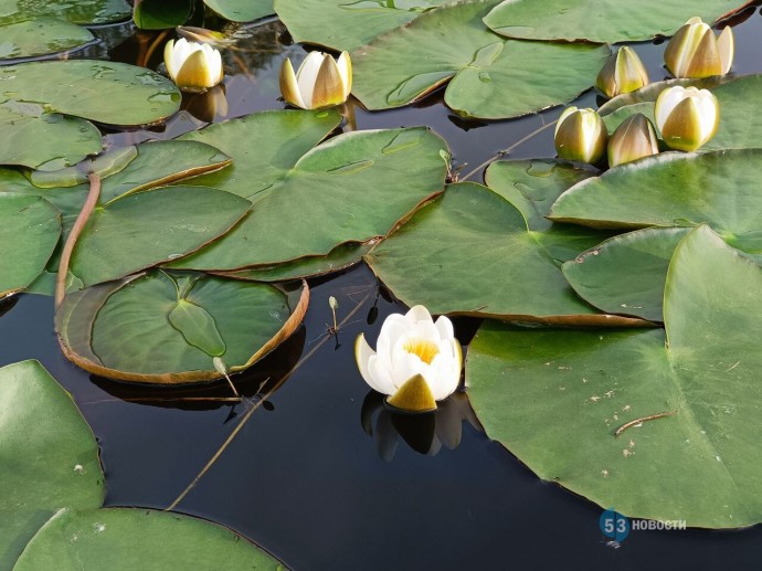 «53 волны»: какую красоту хранит река Волхов?