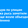 Бегающую по улицам Иркутска рысь заметили на кладбище возле объездной Ново-Ленино