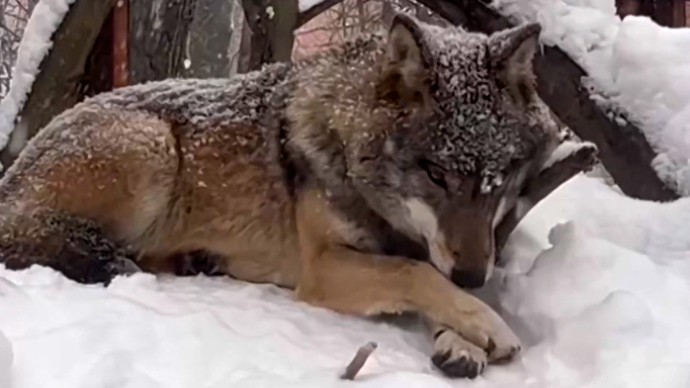 Кто такой волк: в Ленинградском зоопарке развенчали мифы об одном из главных сказочных злодеев